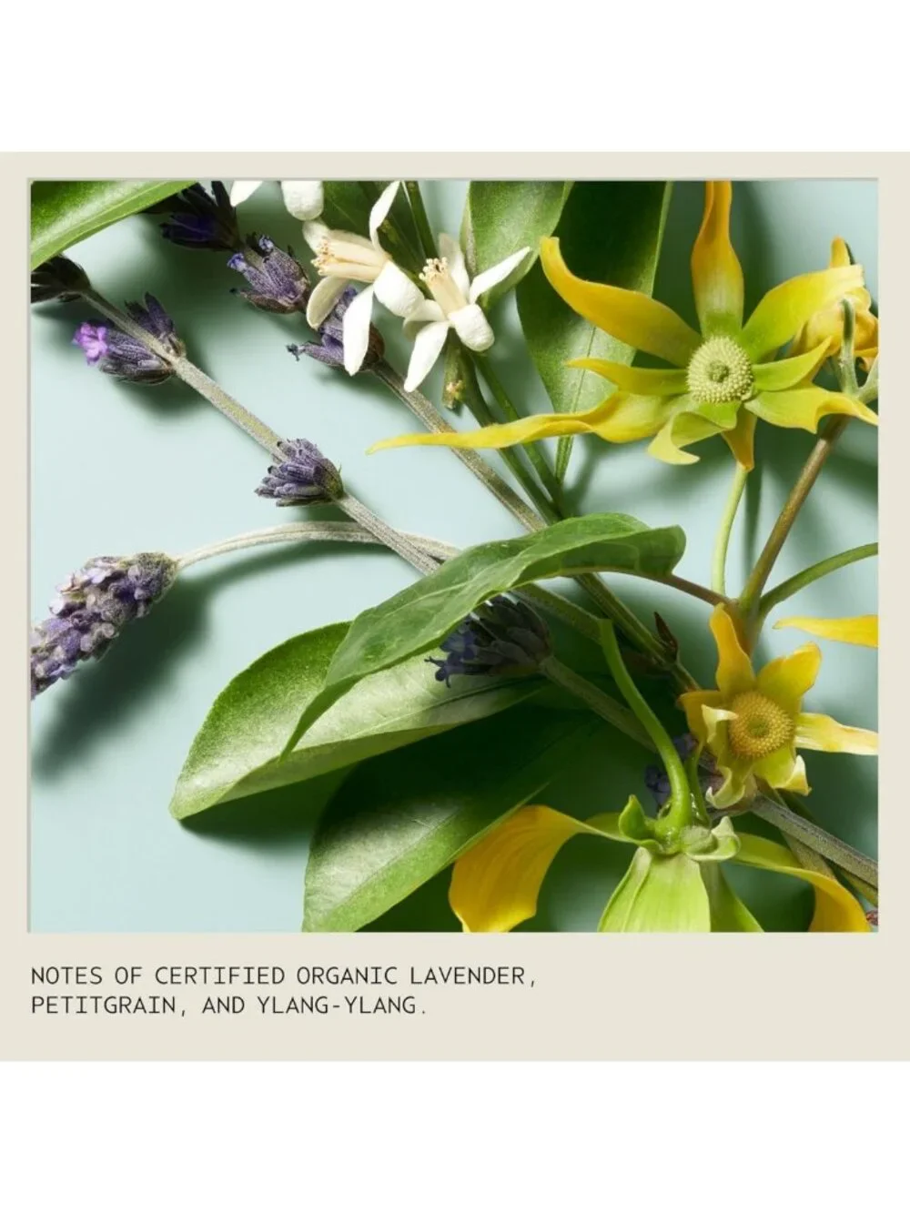 Nurturing Shampoo for Fine to Medium Hair | Gently Cleanses & Nourishes